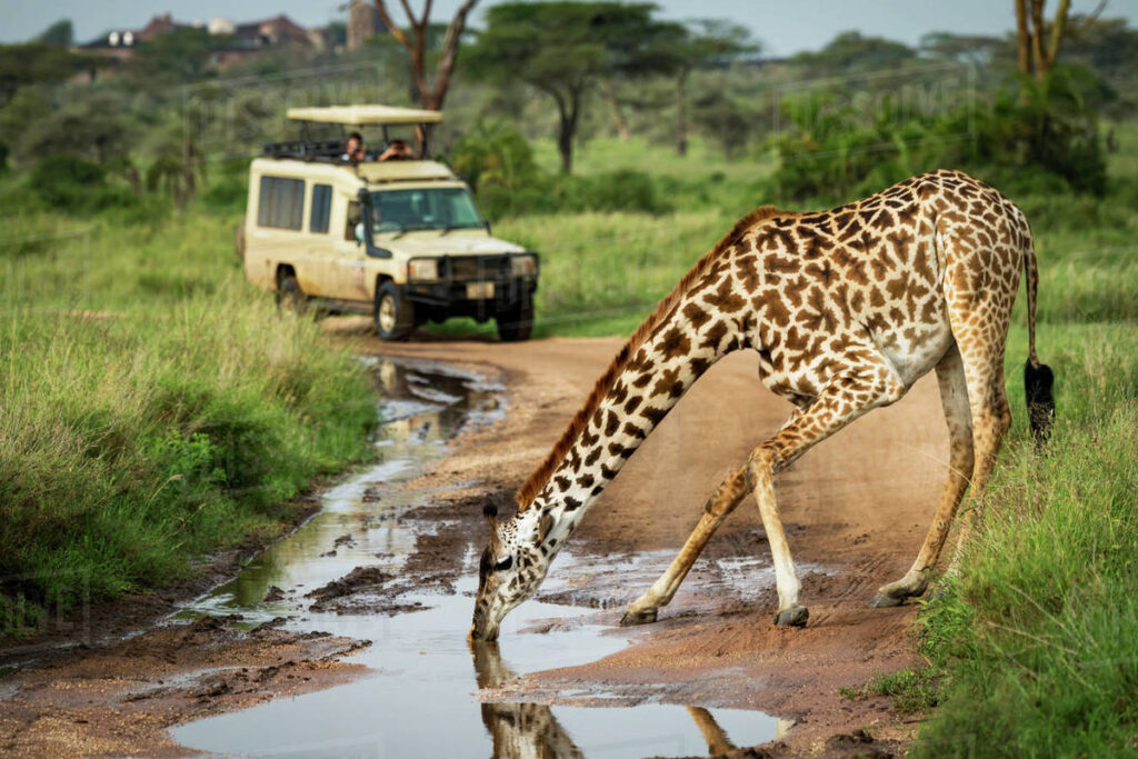 safari africa holiday