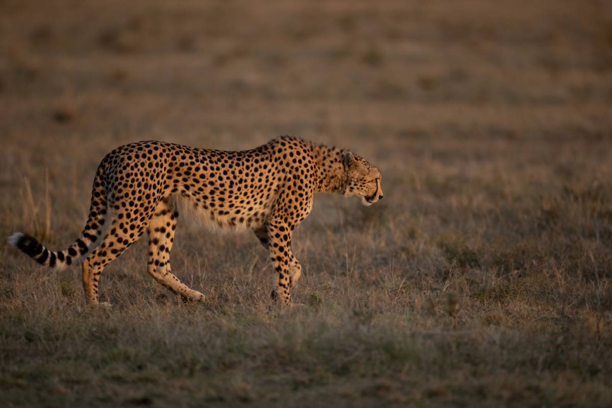Source Africa Discoveries 1DX30017 98