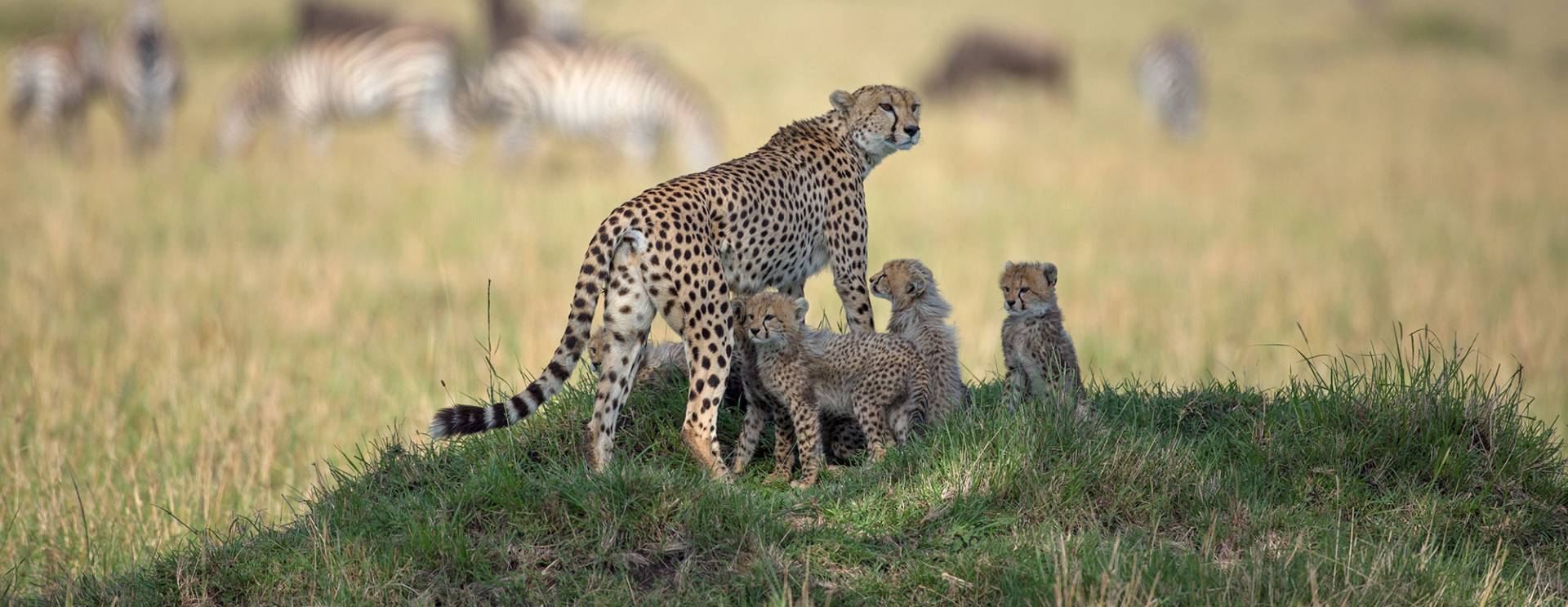 cheetah-and-cubs-A